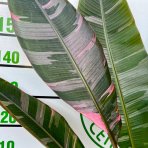 Banánovník panašovaný (Musa acuminata) ´NONO HOT PINK´ - výška 140-160 cm, kont. C10L